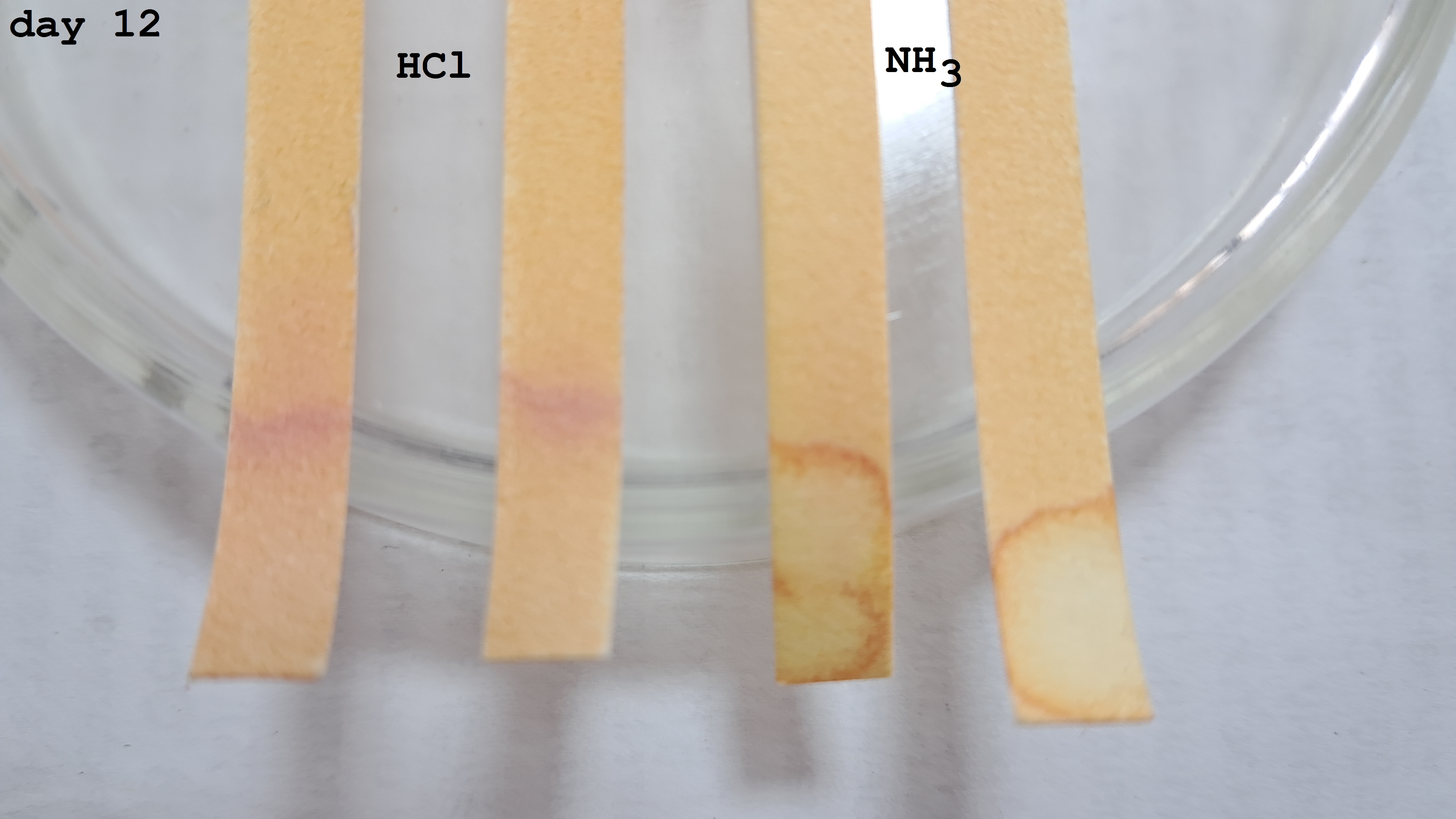 Universal Indicator Paper: Color Change Over Time